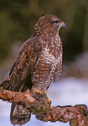 Buteo buteo